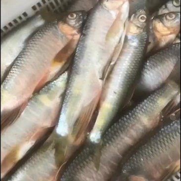 馬口魚市場價多少錢一斤