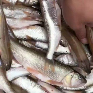 馬口魚市場價多少錢一斤