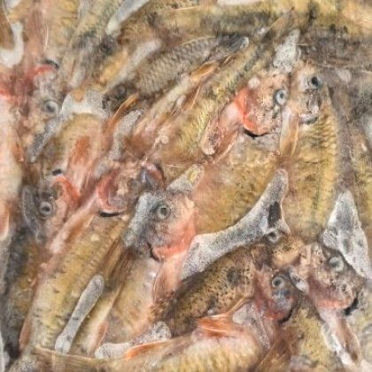馬口魚市場價多少錢一斤