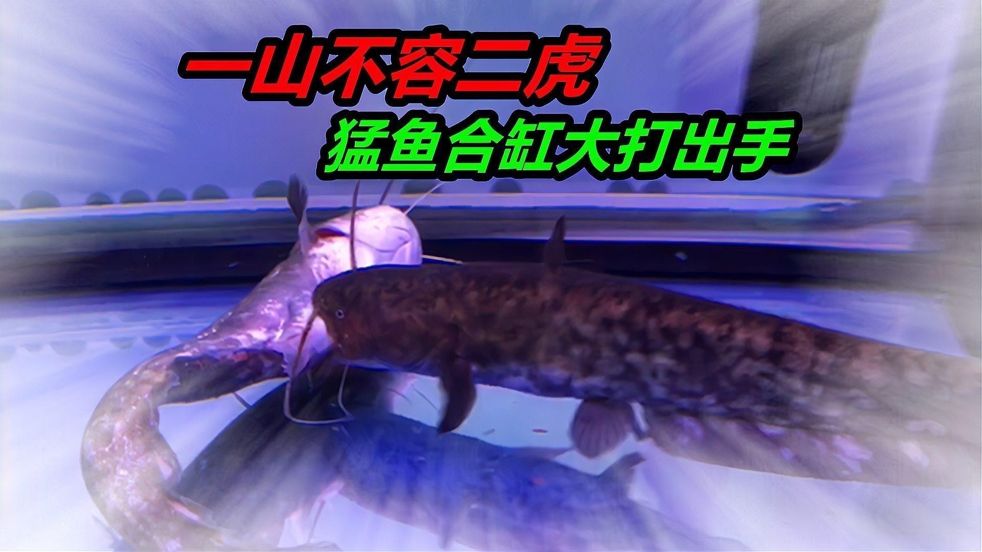 適合和銀龍魚混養(yǎng)的魚類有哪些