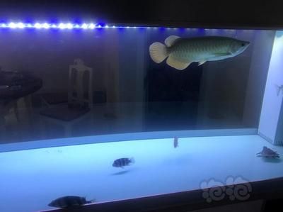 家里養的龍魚死了還能活嗎（龍魚死后怎么處理龍魚的壽命有多長龍魚的壽命有多長）