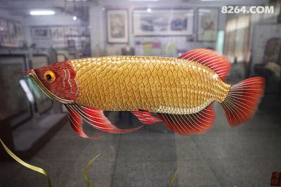 金龍魚金線，如何判斷金龍魚頭上的金線是否為真品？