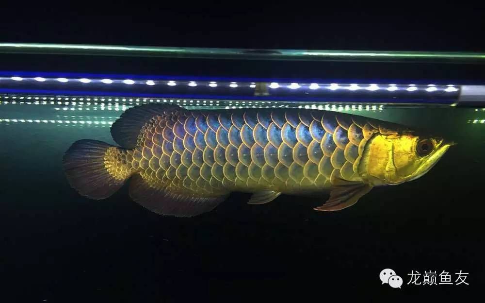 金龍魚金線，如何判斷金龍魚頭上的金線是否為真品？