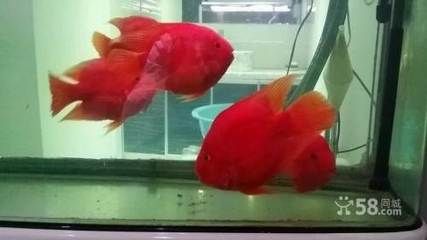 財神鸚鵡和龍魚混養好嗎：財神鸚鵡和龍魚可以混養嗎