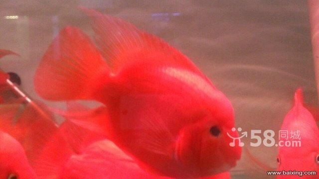 財神鸚鵡和龍魚混養好嗎：財神鸚鵡和龍魚可以混養嗎