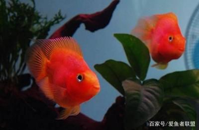 財神鸚鵡和龍魚混養好嗎：財神鸚鵡和龍魚可以混養嗎