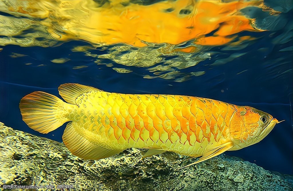 哪些品種的24K龍魚最受歡迎？