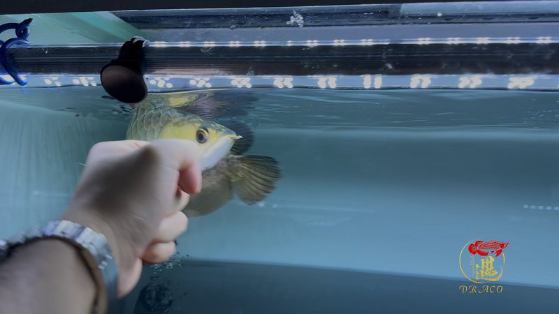 哪些品種的24K龍魚最受歡迎？