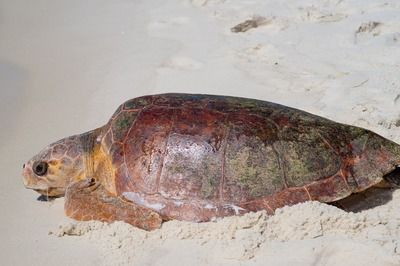 恐龍魚不吃多久會死：恐龍魚不吃東西能活多久