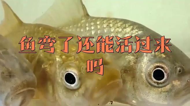 金龍魚彎曲了怎么回事