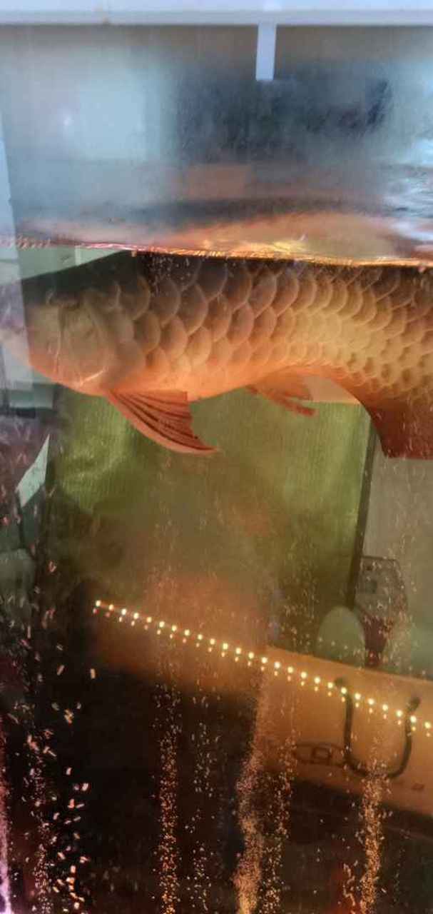 金龍魚彎曲了怎么回事