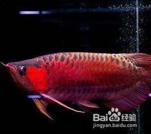 怎么挑選小紅龍魚（挑選小紅龍魚時需要注意以下幾個要點，紅龍魚品種鑒別技巧）