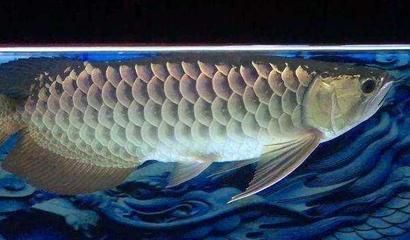 龍魚發色燈什么牌子好用又實惠的：龍魚發色燈品牌及其特點