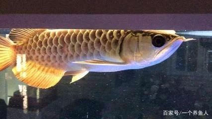 龍魚兜嘴會有什么影響