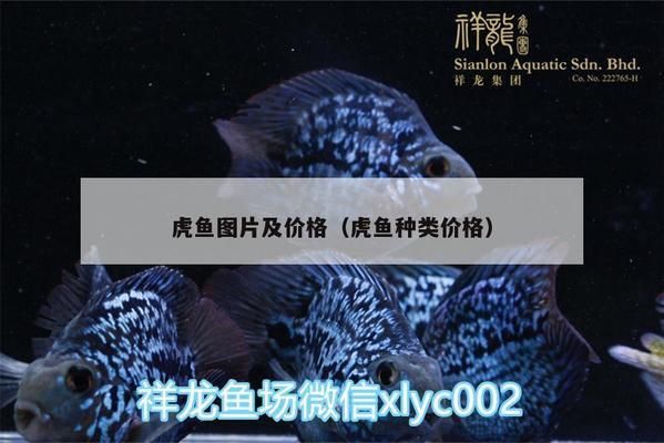 虎斑恐龍魚價格多少一條，