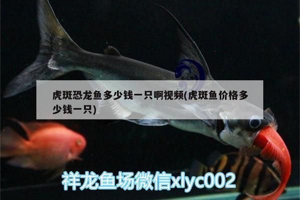 虎斑恐龍魚價格多少一條，