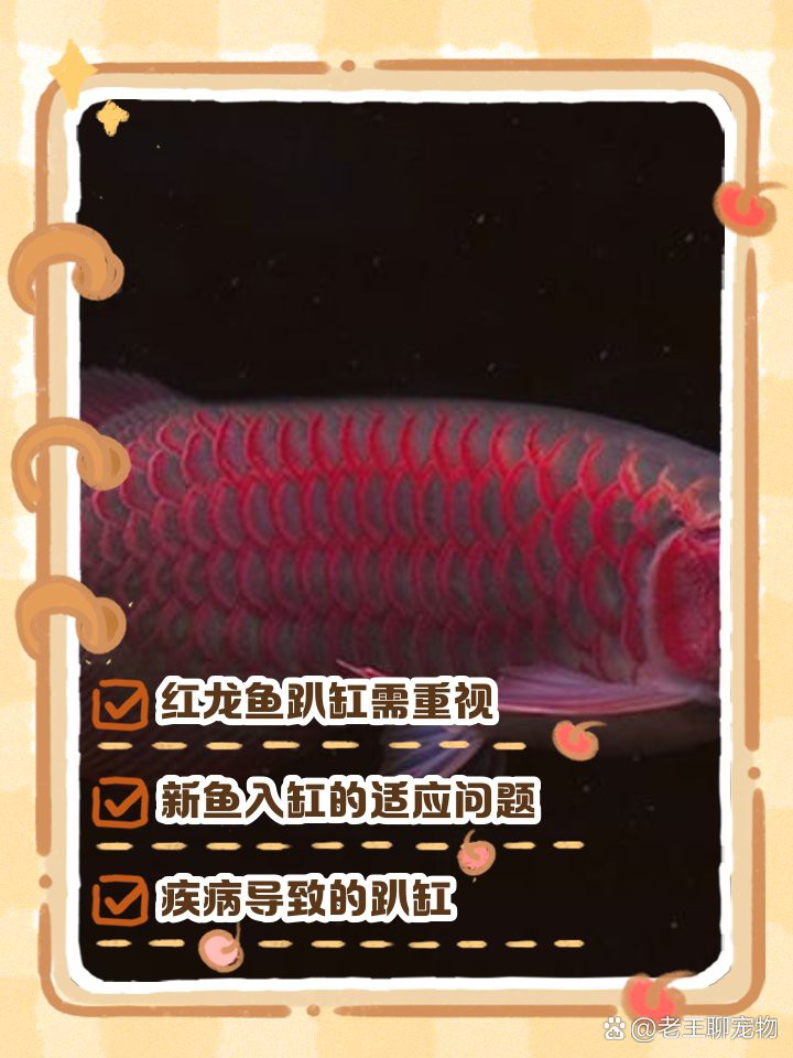 紅龍魚經常在缸底部呆著