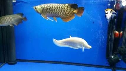 一條龍魚一條虎魚好還是兩條好（龍魚和虎魚混養，需要注意哪些問題？）