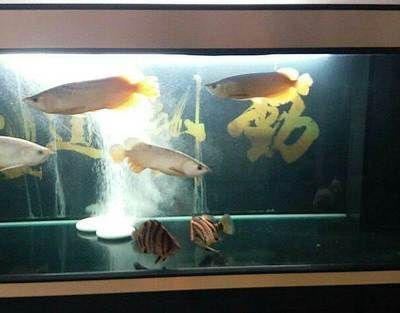 一條龍魚一條虎魚好還是兩條好（龍魚和虎魚混養，需要注意哪些問題？）