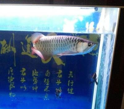 一條龍魚一條虎魚好還是兩條好（龍魚和虎魚混養，需要注意哪些問題？）