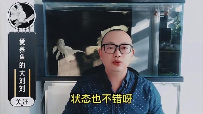 紅龍魚多久不喂會餓死？