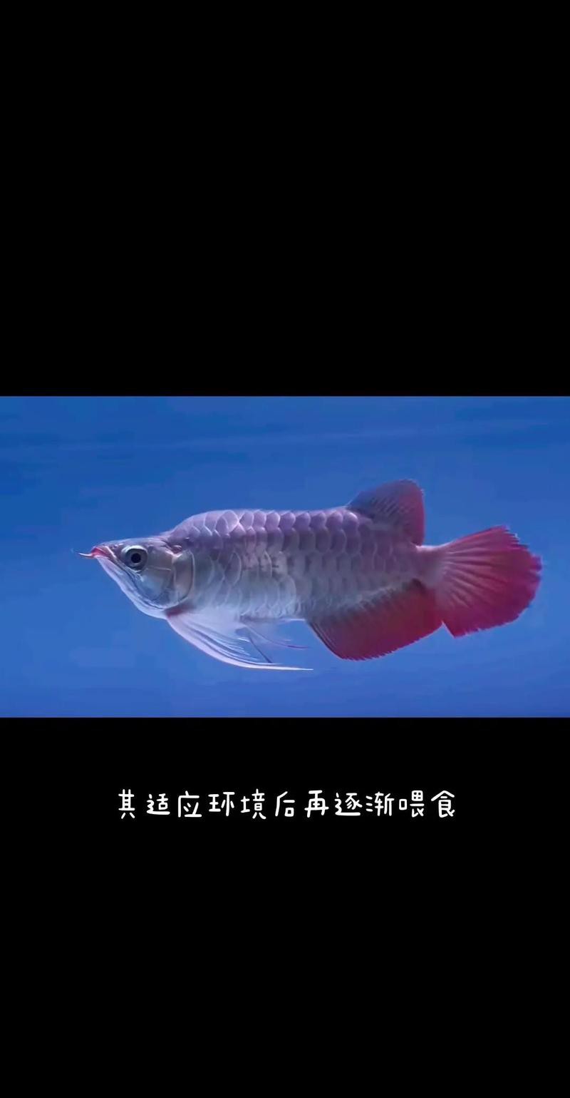 25公分紅龍魚一天喂幾次？ 25公分紅龍魚一天喂幾次？ 龍魚百科 第2張