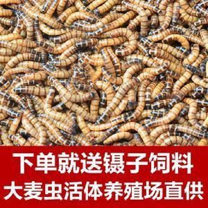 金龍魚養殖場（關于金龍魚養殖場的一些詳細信息）