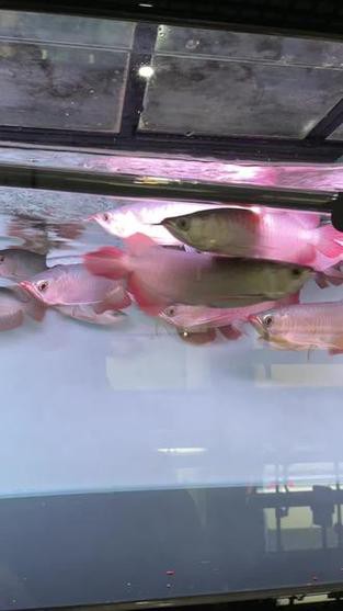 紅龍魚能跟什么魚混養呢圖片