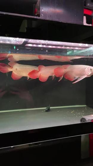 紅龍魚能跟什么魚混養呢圖片
