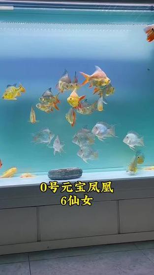 紅龍魚能跟什么魚混養呢圖片