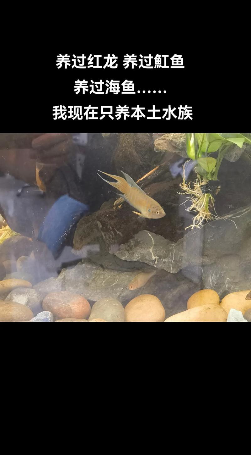 紅龍魚能跟什么魚混養呢圖片