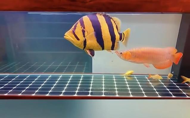 紅龍魚能跟什么魚混養呢圖片