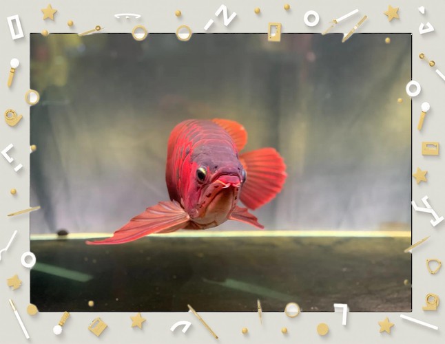 紅龍魚能跟什么魚混養呢圖片