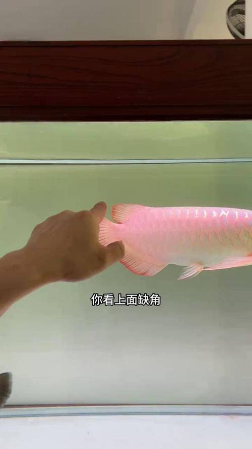 紅龍魚能跟什么魚混養呢圖片