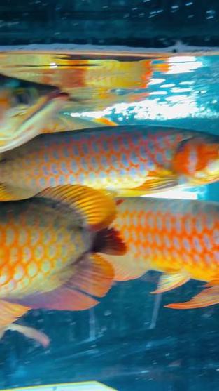 紅龍魚能跟什么魚混養呢圖片