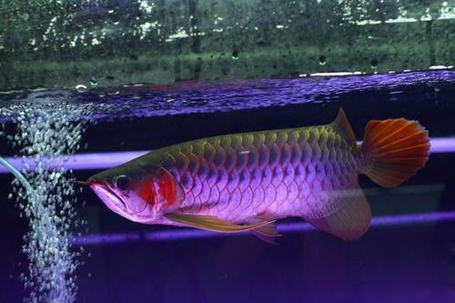 龍魚燈用什么顏色：不同品種的龍魚對燈光的需求不同