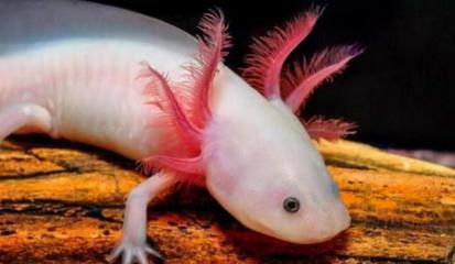 龍魚叫什么名字最好聽：如何根據龍魚品種選名