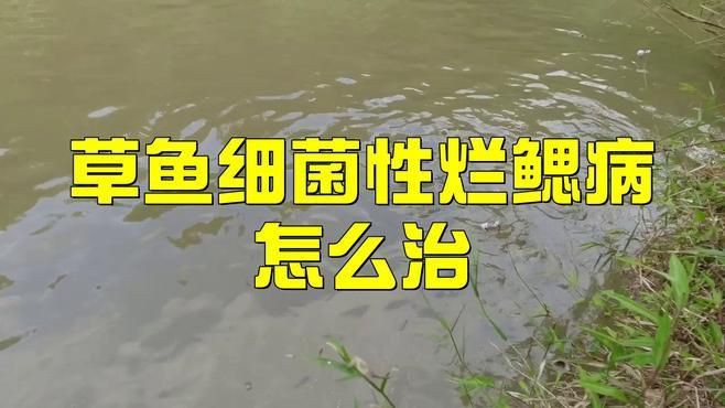 魚爛鰓用什么藥治療最好