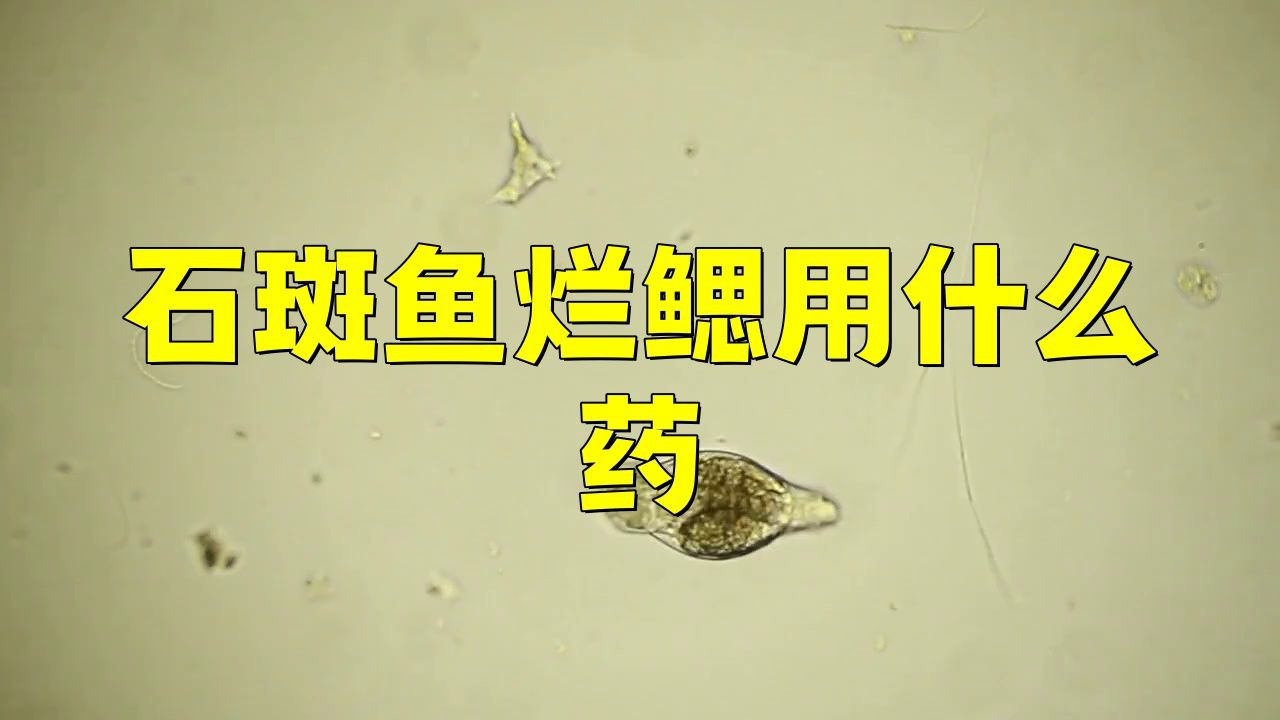魚爛鰓用什么藥治療最好
