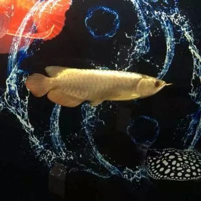 龍魚底色怎么看好壞：龍魚底色怎么看好壞龍魚底色怎么看好壞龍魚底色怎么看好壞