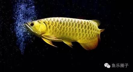 什么生肖不能養龍魚：什么屬相的人不適合養龍魚？