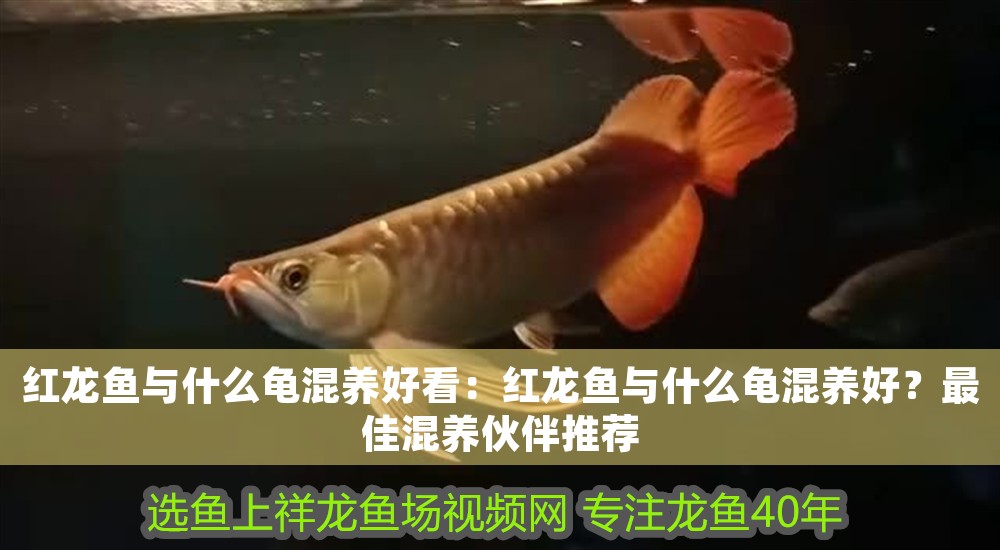 紅龍魚與什么龜混養(yǎng)好看：紅龍魚與什么龜混養(yǎng)好？最佳混養(yǎng)伙伴推薦