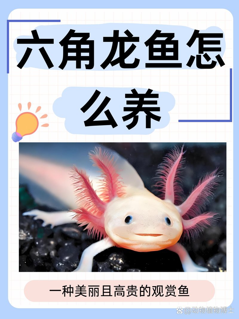 六角龍魚繁殖需要哪些特殊設備？