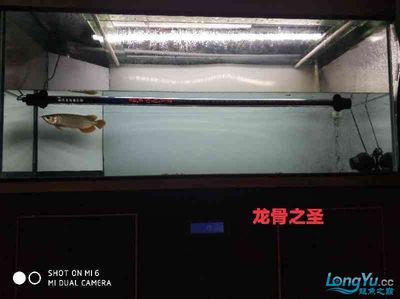 養(yǎng)龍魚(yú)加熱棒用多少瓦合適：養(yǎng)龍魚(yú)時(shí)加熱棒用多少瓦合適