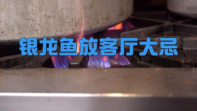 養銀龍魚的注意事項和禁忌有哪些