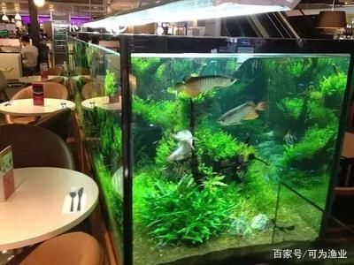 龍魚風(fēng)水搭配圖：龍魚在風(fēng)水學(xué)中的搭配圖