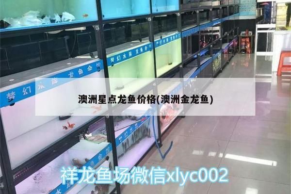 澳洲星點金龍魚30厘米