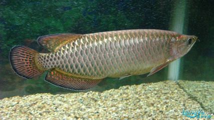 澳洲星點金龍魚30厘米