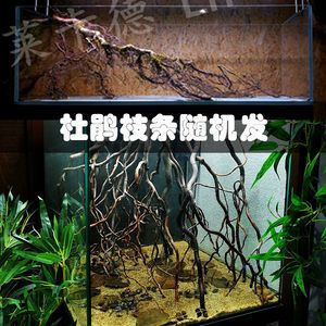 沉木在龍魚缸中的優(yōu)缺點(diǎn)：放沉木在龍魚缸中有什么優(yōu)缺點(diǎn)？