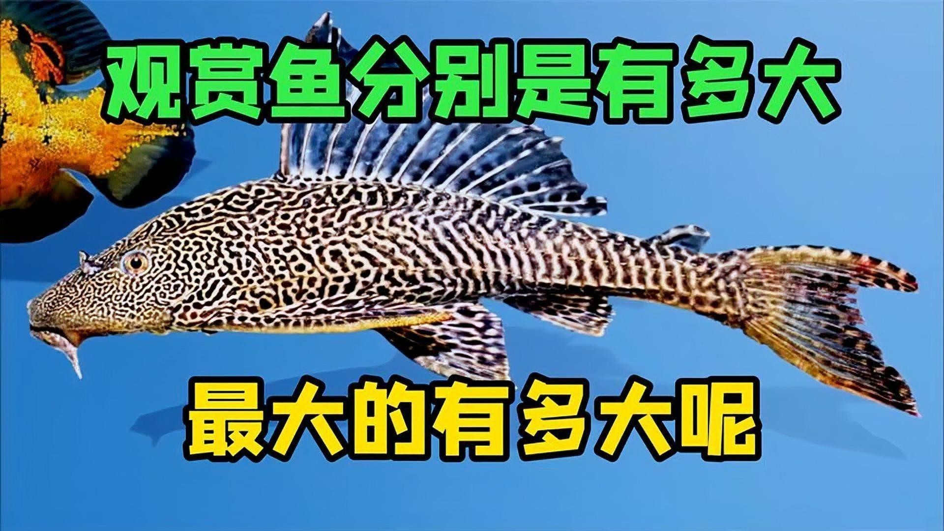 赤血紅龍魚圖片高清圖大全